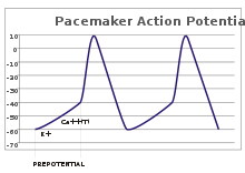A plot of action potential (mV) vs time.  The membrane potential is initially −60 mV, rise relatively slowly to the threshold potential of −40 mV and then quickly spikes at a potential of +10 mV, after which it rapidly returns to the starting −60 mV potential.  The cycle is then repeated.
